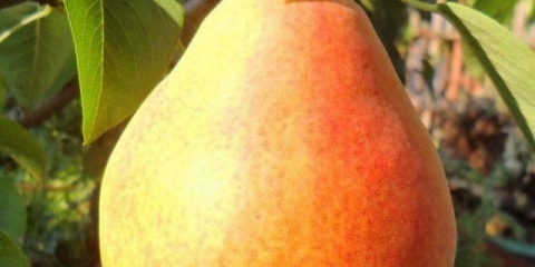 Williams kruška - opis sorte